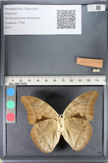 Media type: image;   Entomology 137361